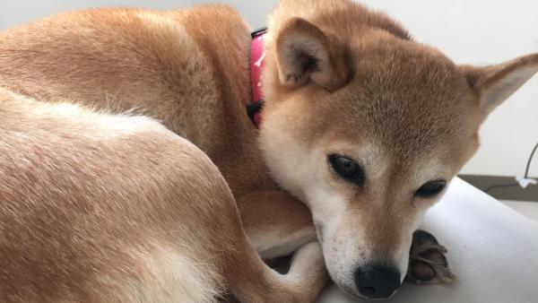 看板犬もいます。