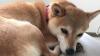 看板犬もいます。