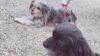 アイル　オート看板犬！！