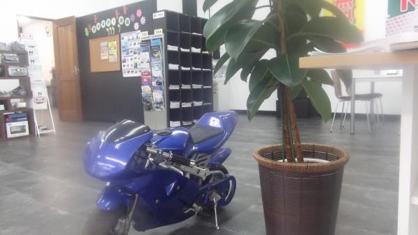 癒しの観葉植物