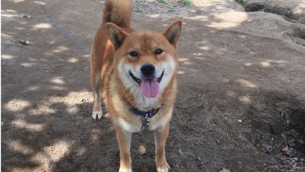 看板犬