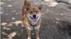 看板犬