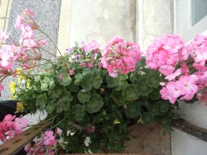 季節の花々