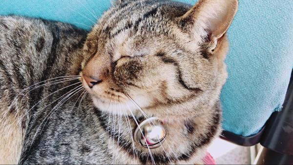 猫店長