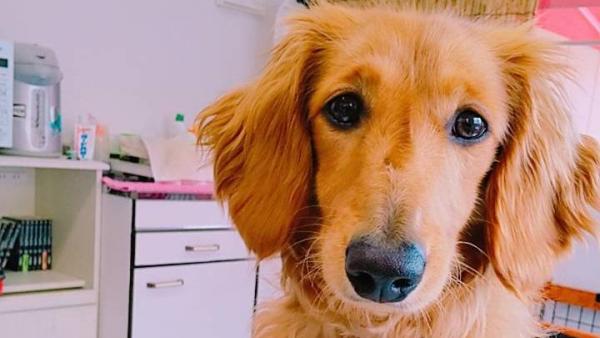 看板犬！！光春といいます。