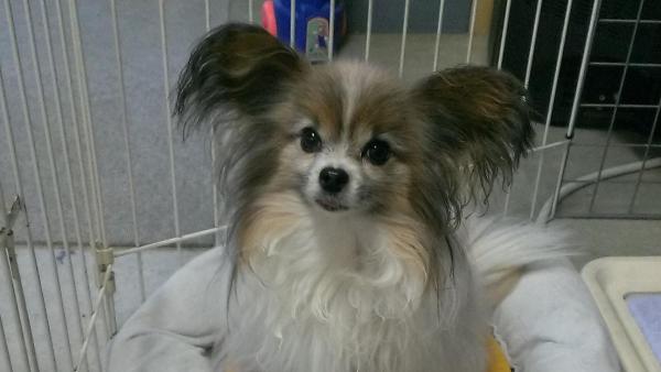 看板犬