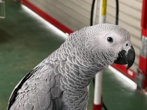 名前はガッツです。よろしくお願いします。
