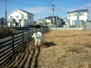 ドッグランです。只今閉鎖中ごめんね。
