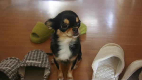 お出迎え犬