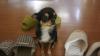お出迎え犬