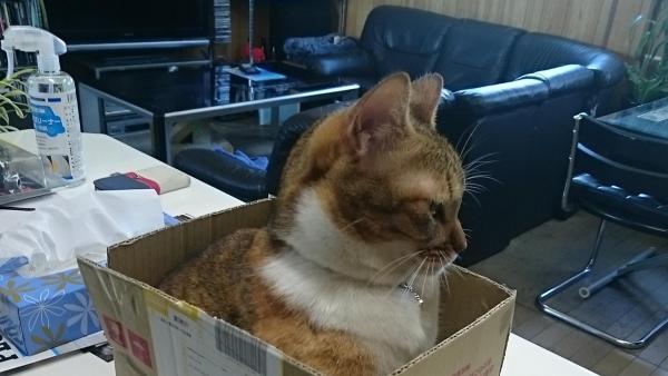 受付嬢です